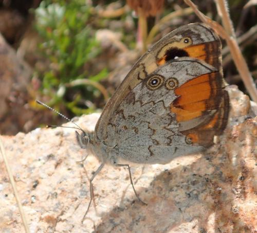 Lasiommata maera